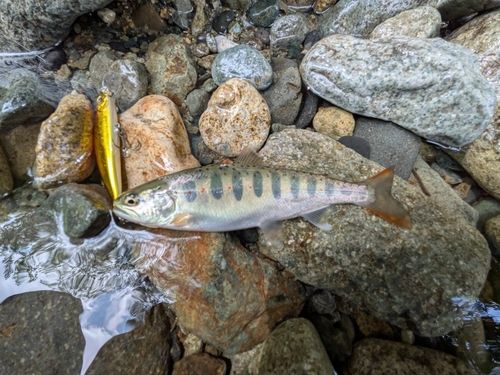 アマゴの釣果