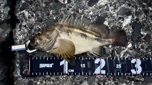 シマゾイの釣果
