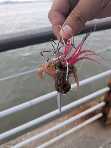タコの釣果