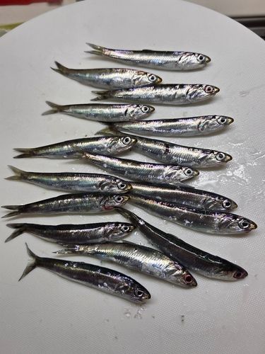 カタクチイワシの釣果
