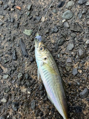 マアジの釣果