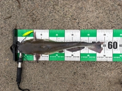 アメリカナマズの釣果