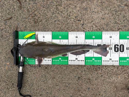 アメリカナマズの釣果