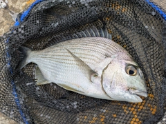 ヘダイの釣果