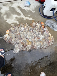 タコの釣果