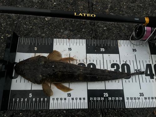 マゴチの釣果