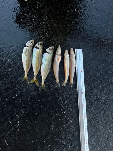 キスの釣果