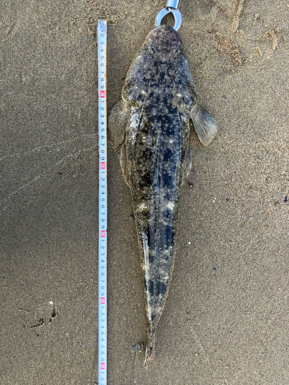 マゴチの釣果写真