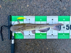 アメリカナマズの釣果
