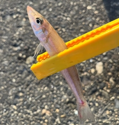 キスの釣果