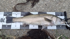 マルスズキの釣果
