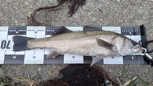 マルスズキの釣果