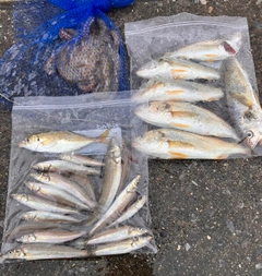 タコの釣果