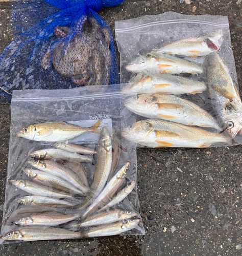 タコの釣果