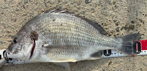 キチヌの釣果