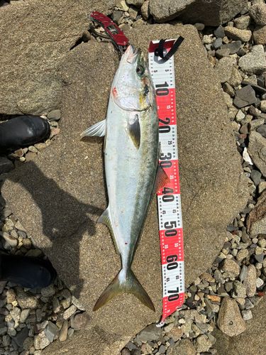 ハマチの釣果