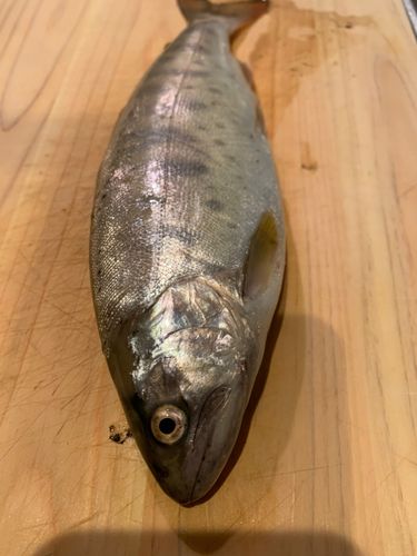 ヤマメの釣果