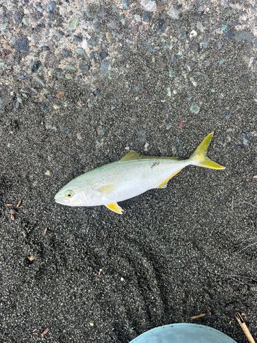 ワカシの釣果