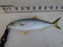 フクラギの釣果