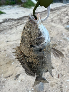 チヌの釣果