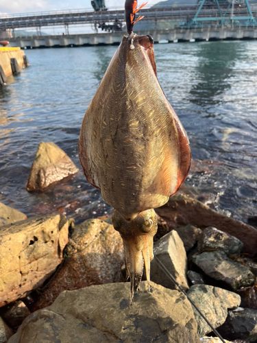 コウイカの釣果