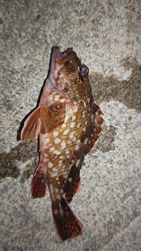 カサゴの釣果