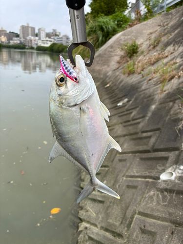メッキの釣果