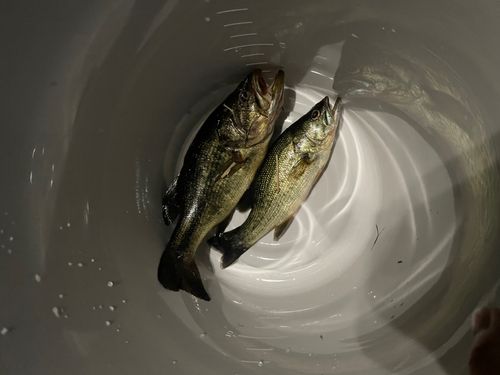 ブラックバスの釣果
