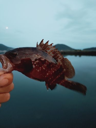 アコウの釣果
