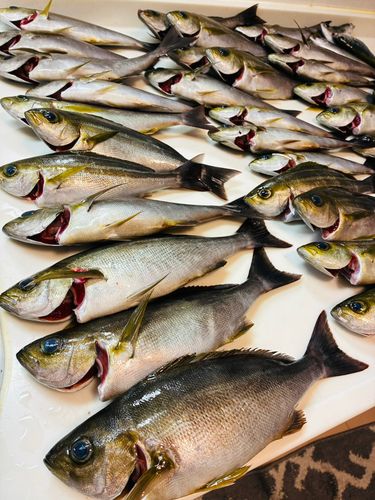 イサキの釣果