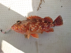 カサゴの釣果