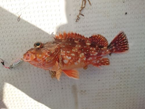 カサゴの釣果