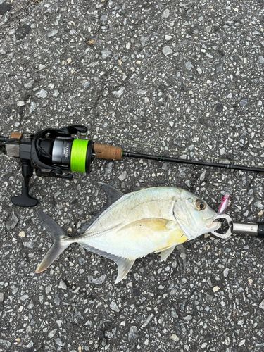 メッキの釣果