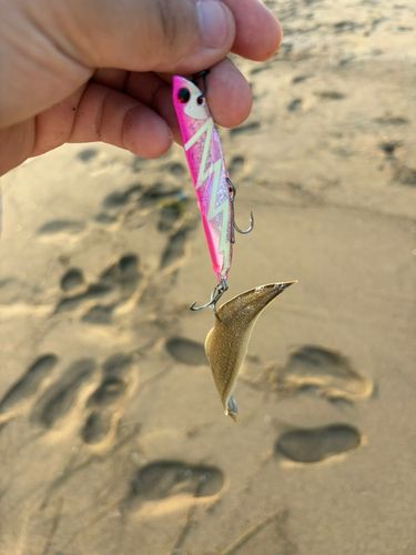 シタビラメの釣果