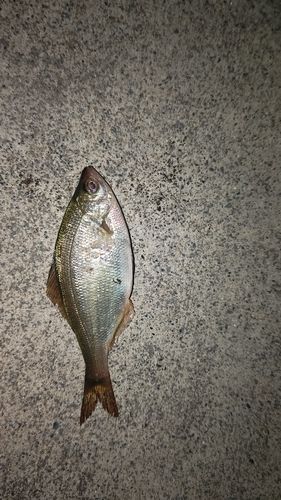ウミタナゴの釣果