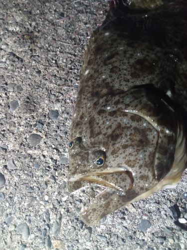 ヒラメの釣果