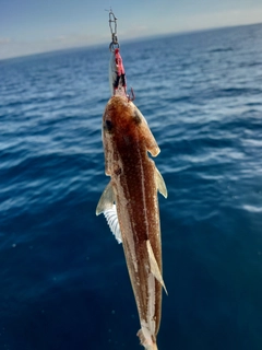 エソの釣果