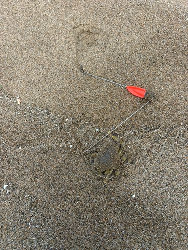 カニの釣果