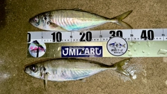マアジの釣果