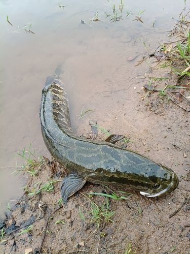 カムルチーの釣果