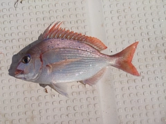 チダイの釣果