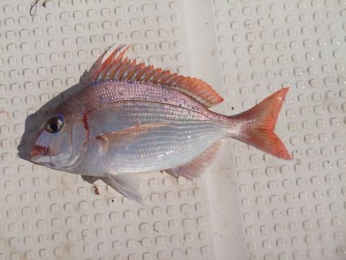 チダイの釣果