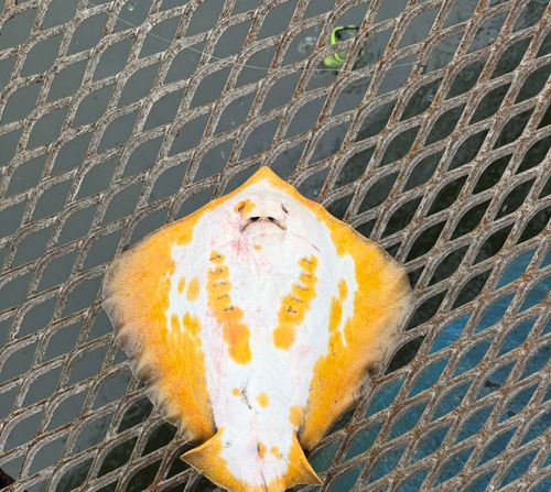 アカエイの釣果
