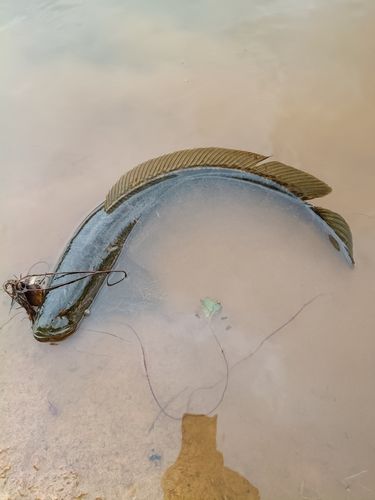カムルチーの釣果