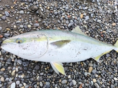 ブリの釣果