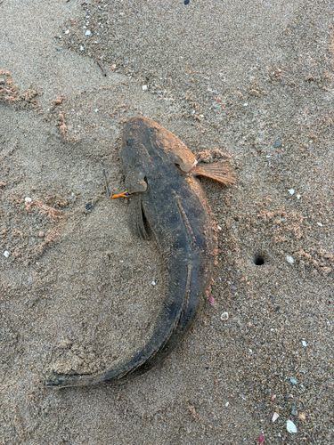 マゴチの釣果