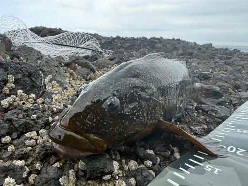 アブラコの釣果