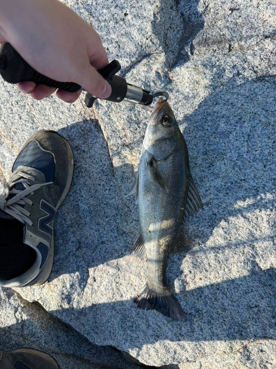 シーバスの釣果写真