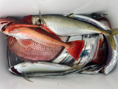 タチウオの釣果