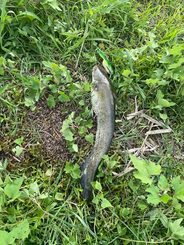 マナマズの釣果